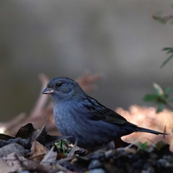 Grey Bunting 岐阜公園 Sat, 1/21/2017