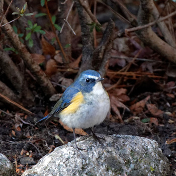 Red-flanked Bluetail 岐阜公園 Sat, 1/21/2017