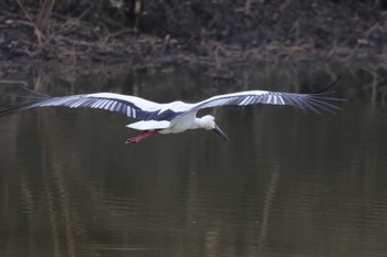 コウノトリ 渡良瀬遊水地 2023年12月12日(火)