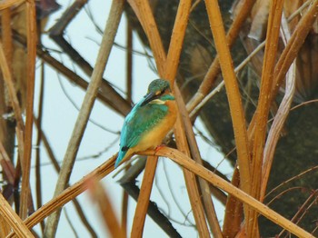 2023年12月20日(水) 大泉緑地の野鳥観察記録