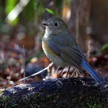 Red-flanked Bluetail 岐阜公園 Sat, 1/21/2017