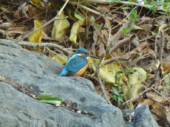 Common Kingfisher Oizumi Ryokuchi Park Wed, 12/20/2023