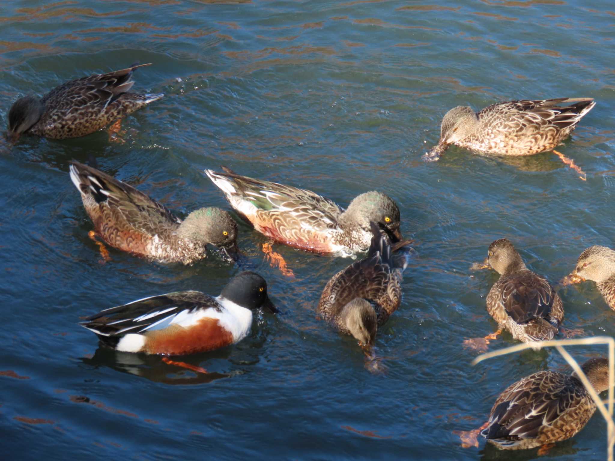 大阪城公園 オカヨシガモの写真 by れもん