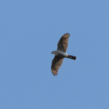 Eurasian Sparrowhawk 岐阜公園 Sat, 1/21/2017