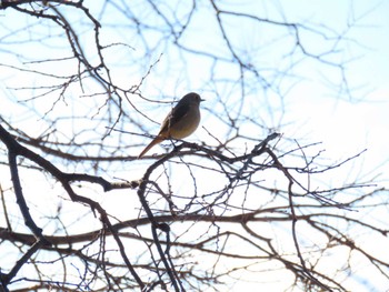 Daurian Redstart Osaka castle park Sun, 12/17/2023