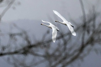 2023年12月15日(金) 御宝田遊水池の野鳥観察記録