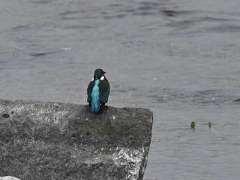 カワセミ 江津湖 2023年12月20日(水)