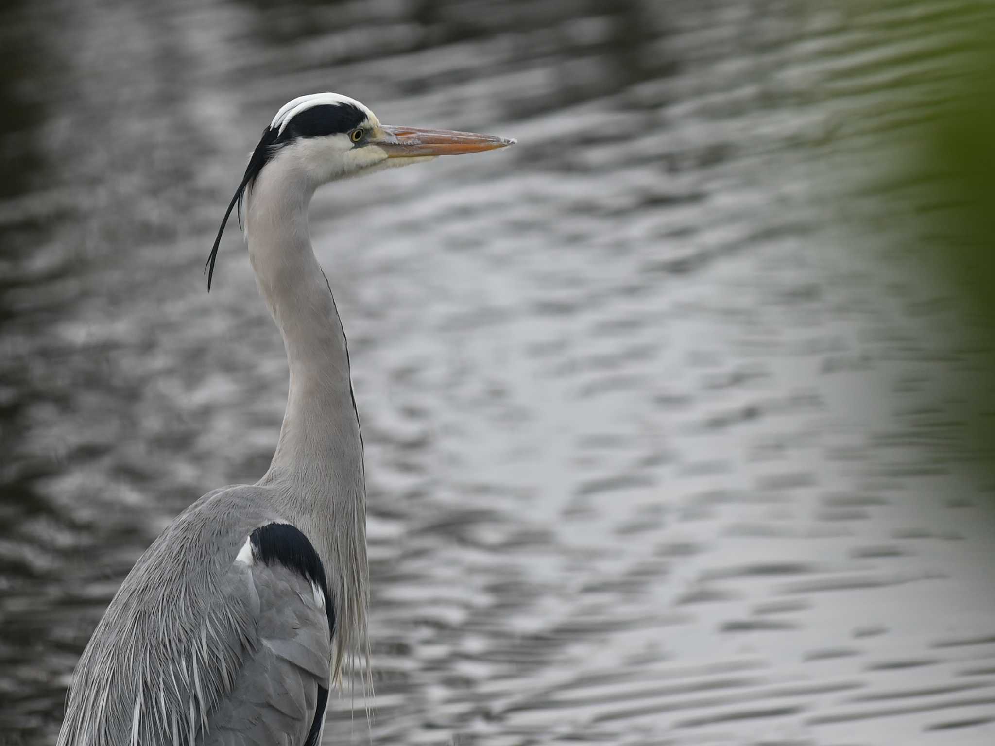 Photo of Grey Heron at 江津湖 by jo6ehm