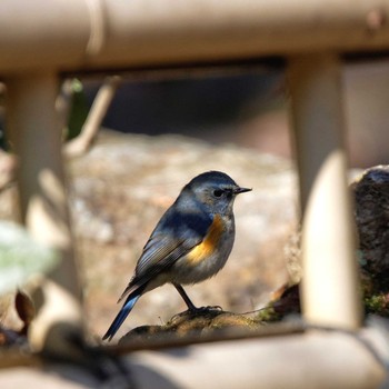 Red-flanked Bluetail 岐阜公園 Sat, 1/21/2017