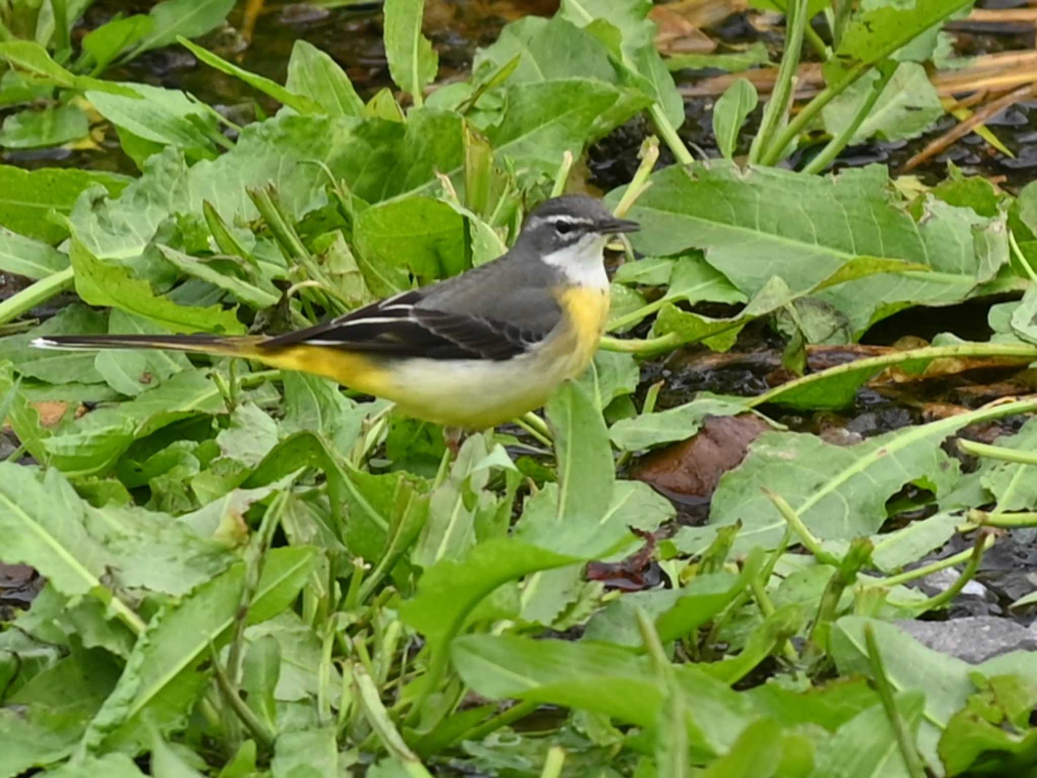 Grey Wagtail