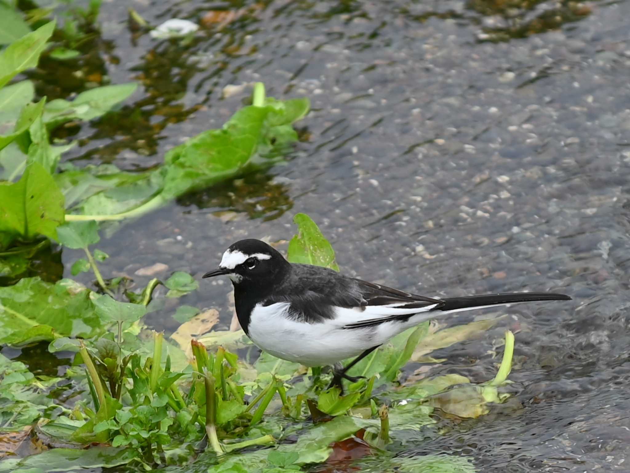 Japanese Wagtail