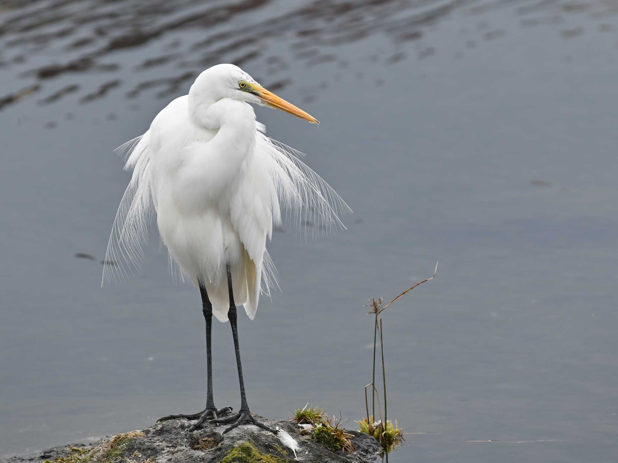 Medium Egret