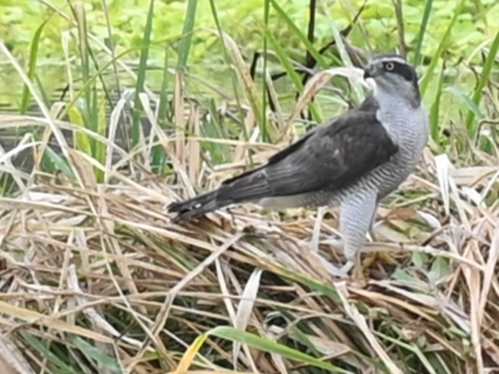 Eurasian Goshawk