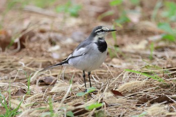 ハクセキレイ 大阪城公園 2023年11月12日(日)