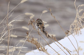 Wed, 12/20/2023 Birding report at いしかり調整池(石狩調整池)