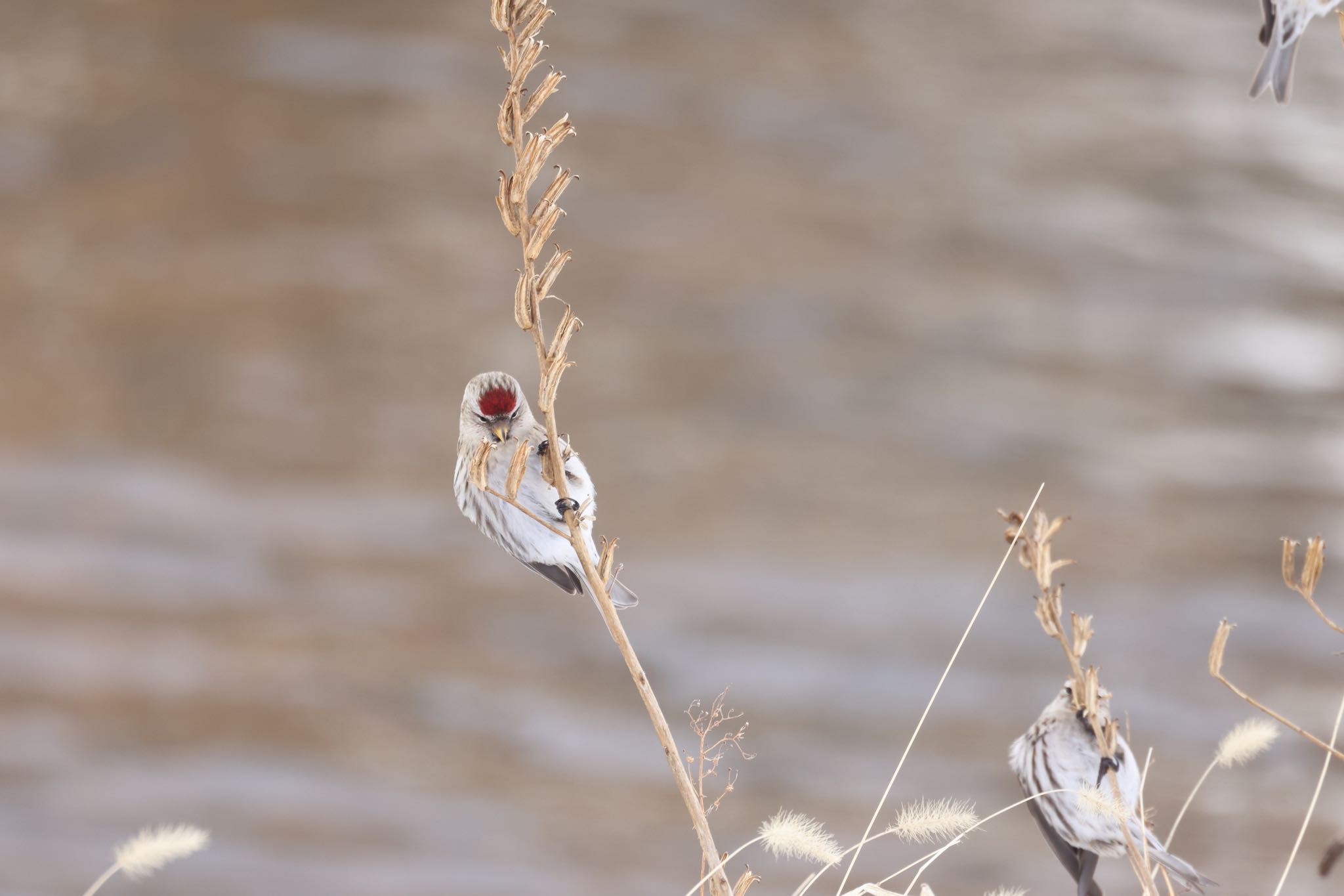 Common Redpoll