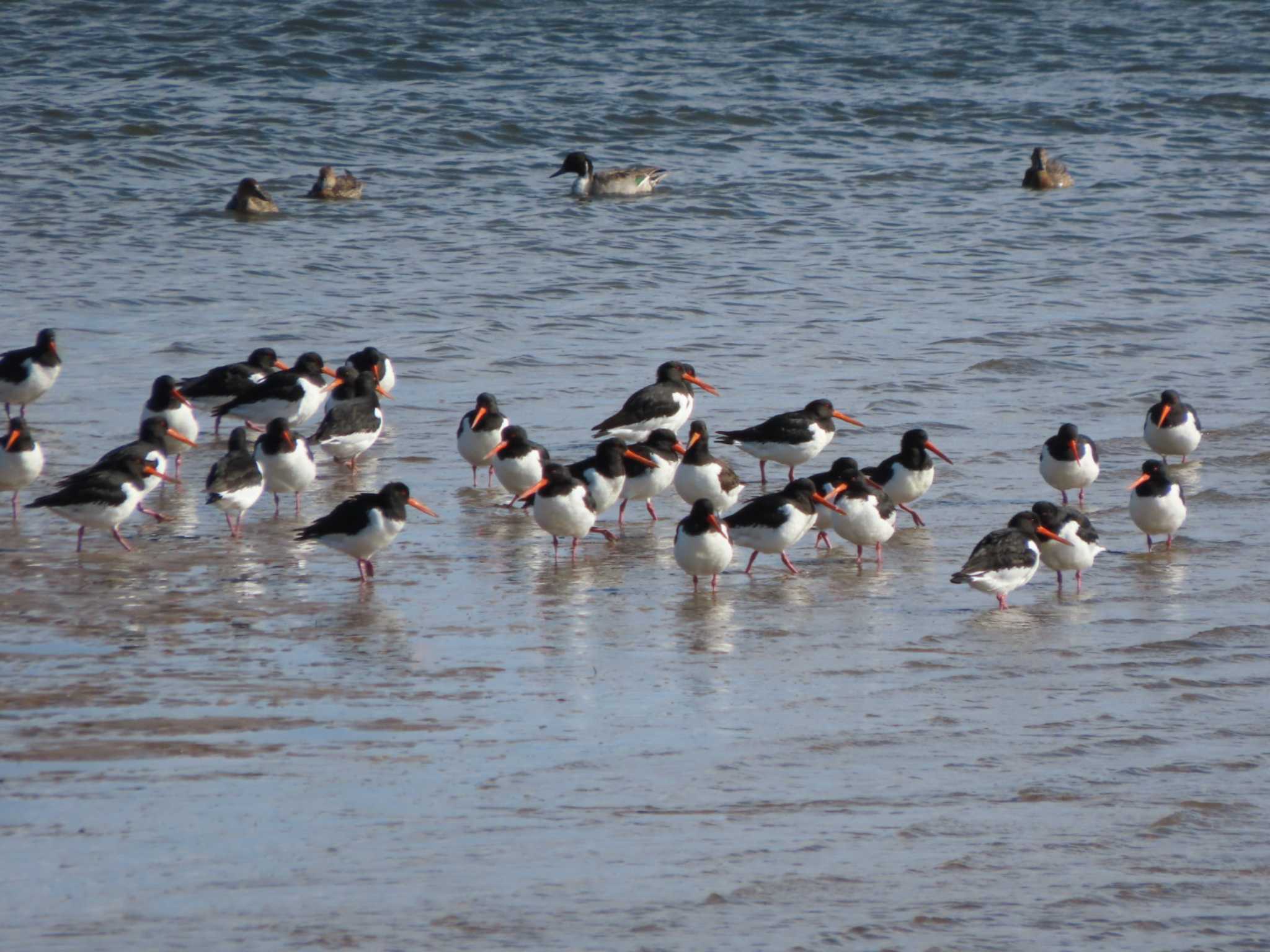 Eurasian Oystercatcher