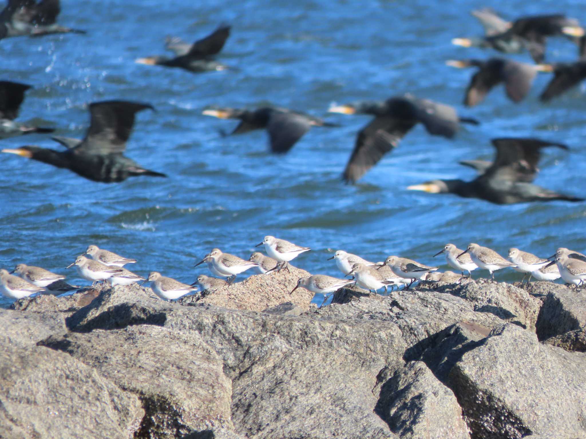 Dunlin