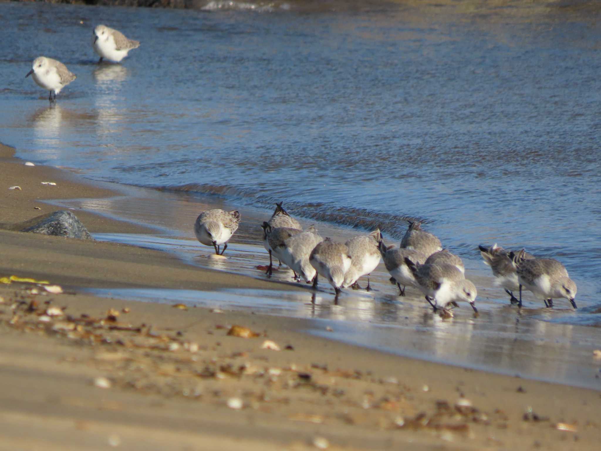 Sanderling