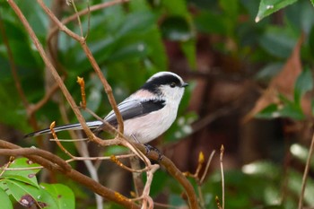 エナガ ロクハ公園(滋賀県草津市) 2023年12月20日(水)