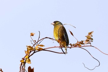 カワラヒワ ロクハ公園(滋賀県草津市) 2023年12月20日(水)