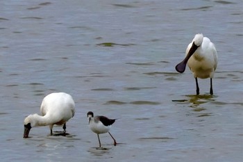 2023年12月16日(土) 伊佐沼の野鳥観察記録