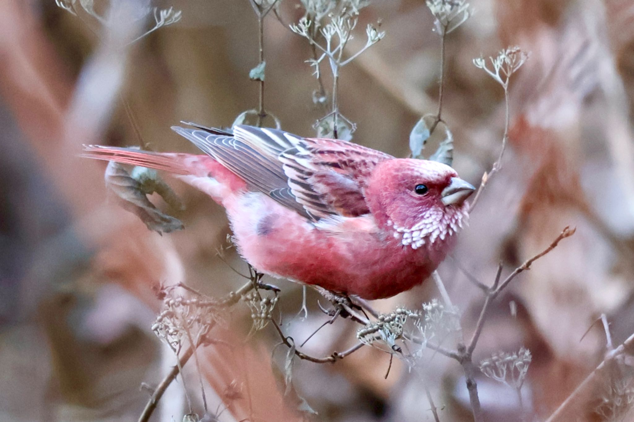 Pallas's Rosefinch