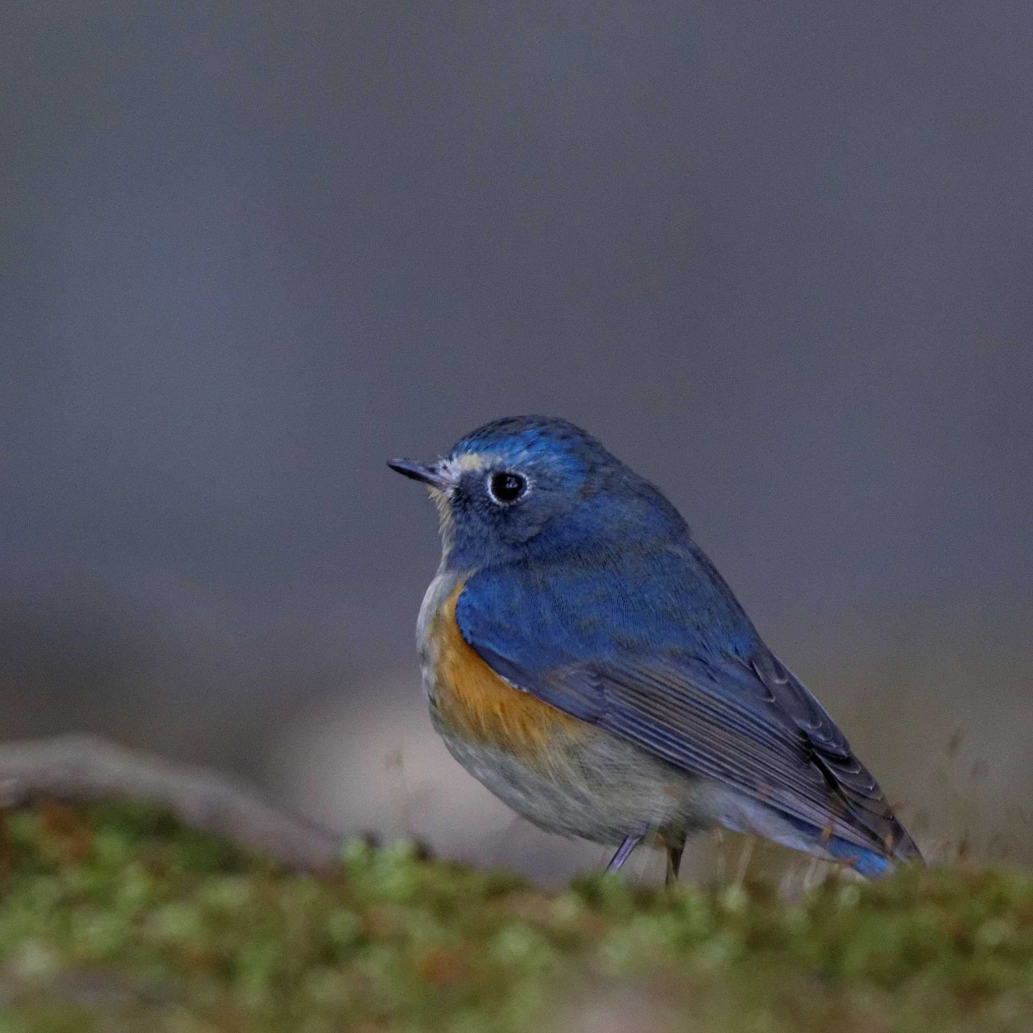 Red-flanked Bluetail