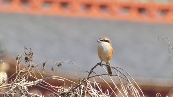 2023年12月20日(水) 平城宮跡の野鳥観察記録