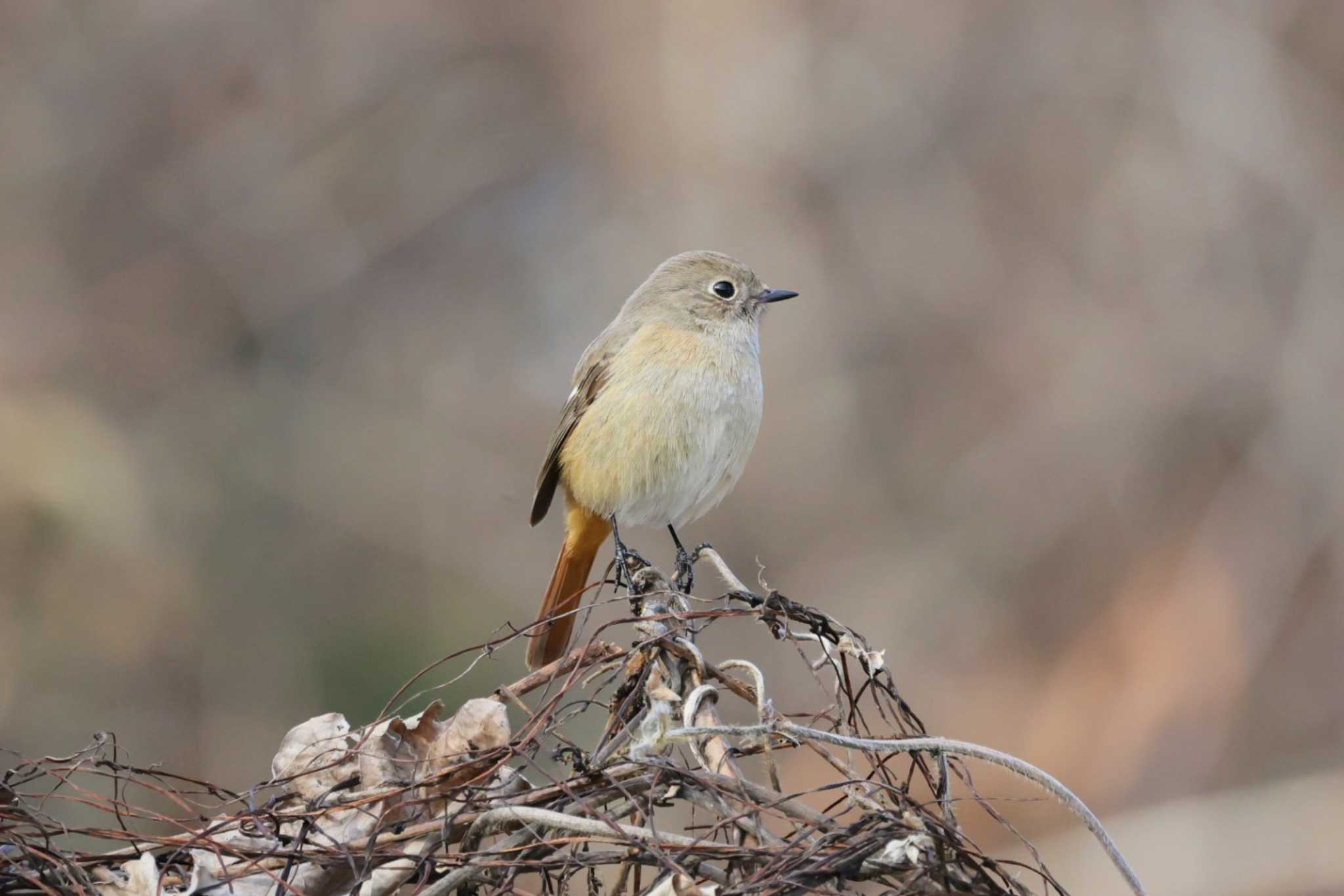 Photo of Daurian Redstart at 山梨県森林公園金川の森(山梨県笛吹市) by カルル