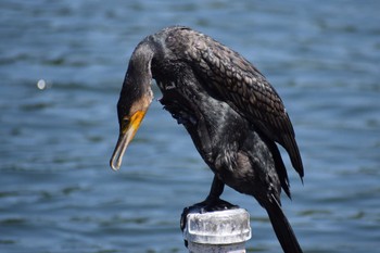 カワウ 井の頭公園 2023年7月10日(月)