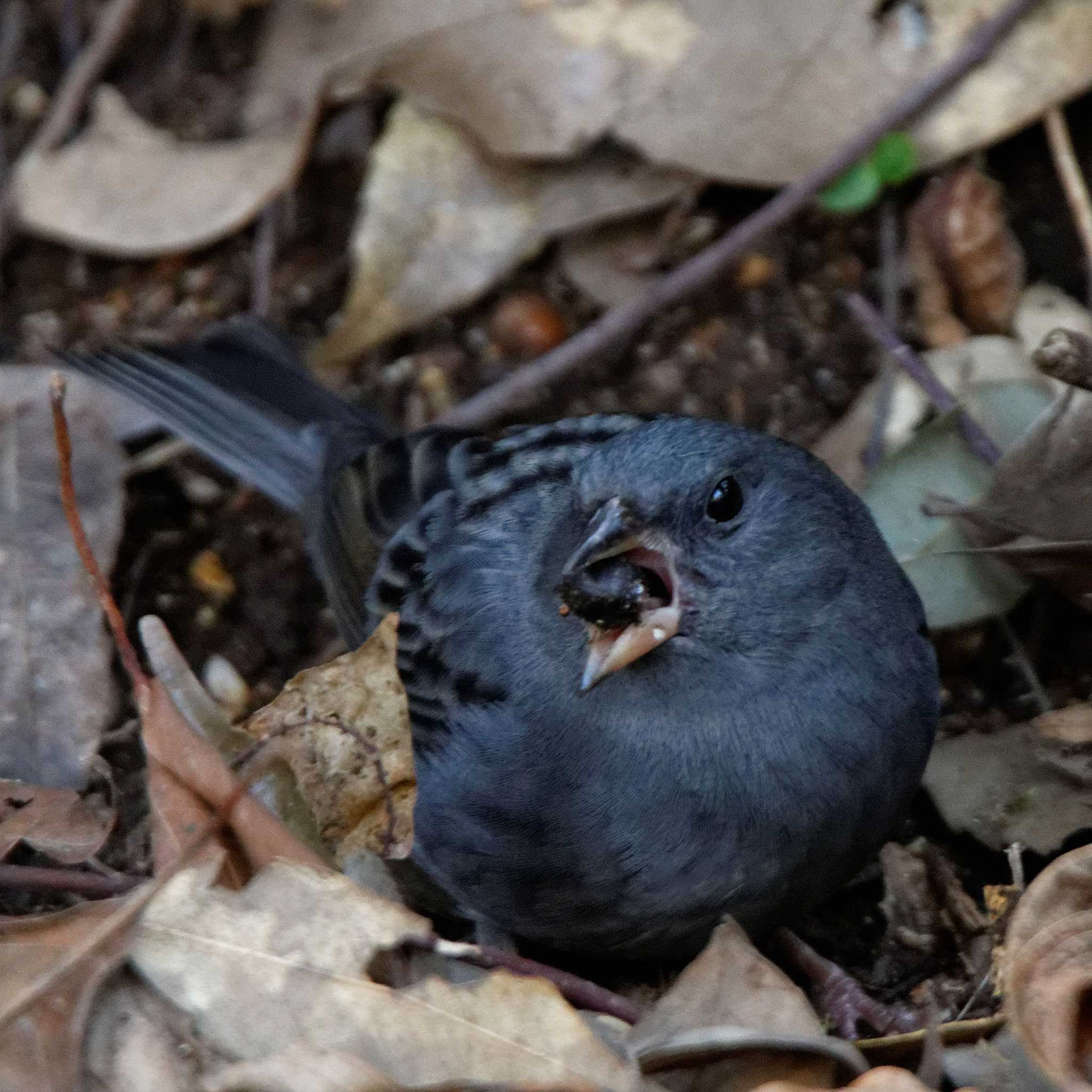 Photo of Grey Bunting at 岐阜公園 by herald