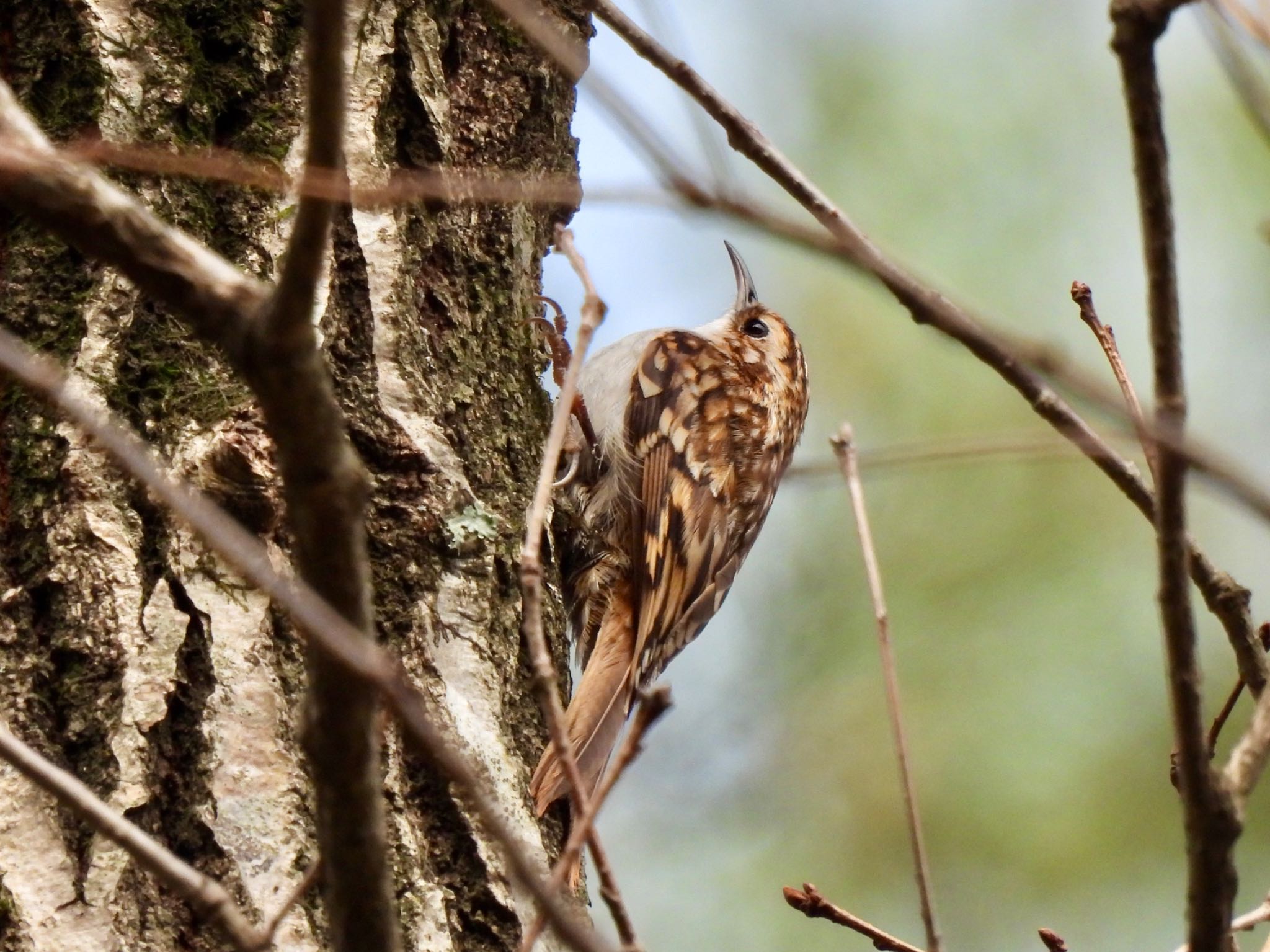 Photo of Eurasian Treecreeper at 金剛山 by カモちゃん