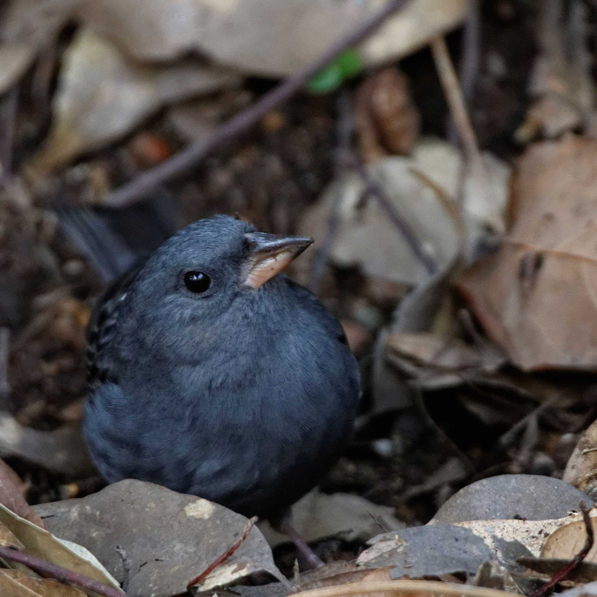 Photo of Grey Bunting at 岐阜公園 by herald