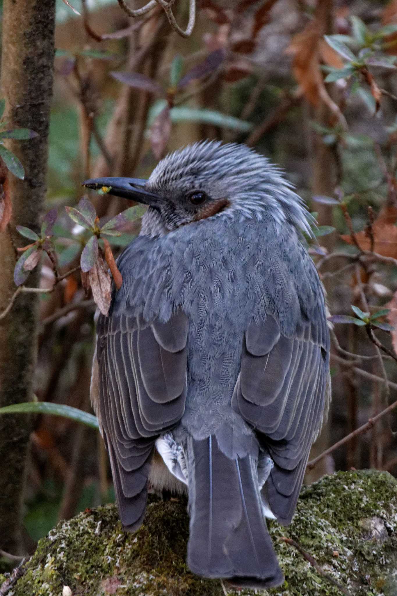 Brown-eared Bulbul