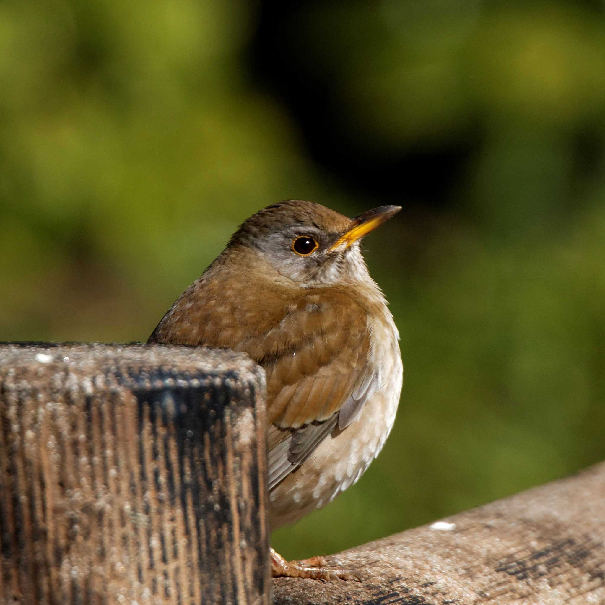 Photo of Pale Thrush at 岐阜公園 by herald