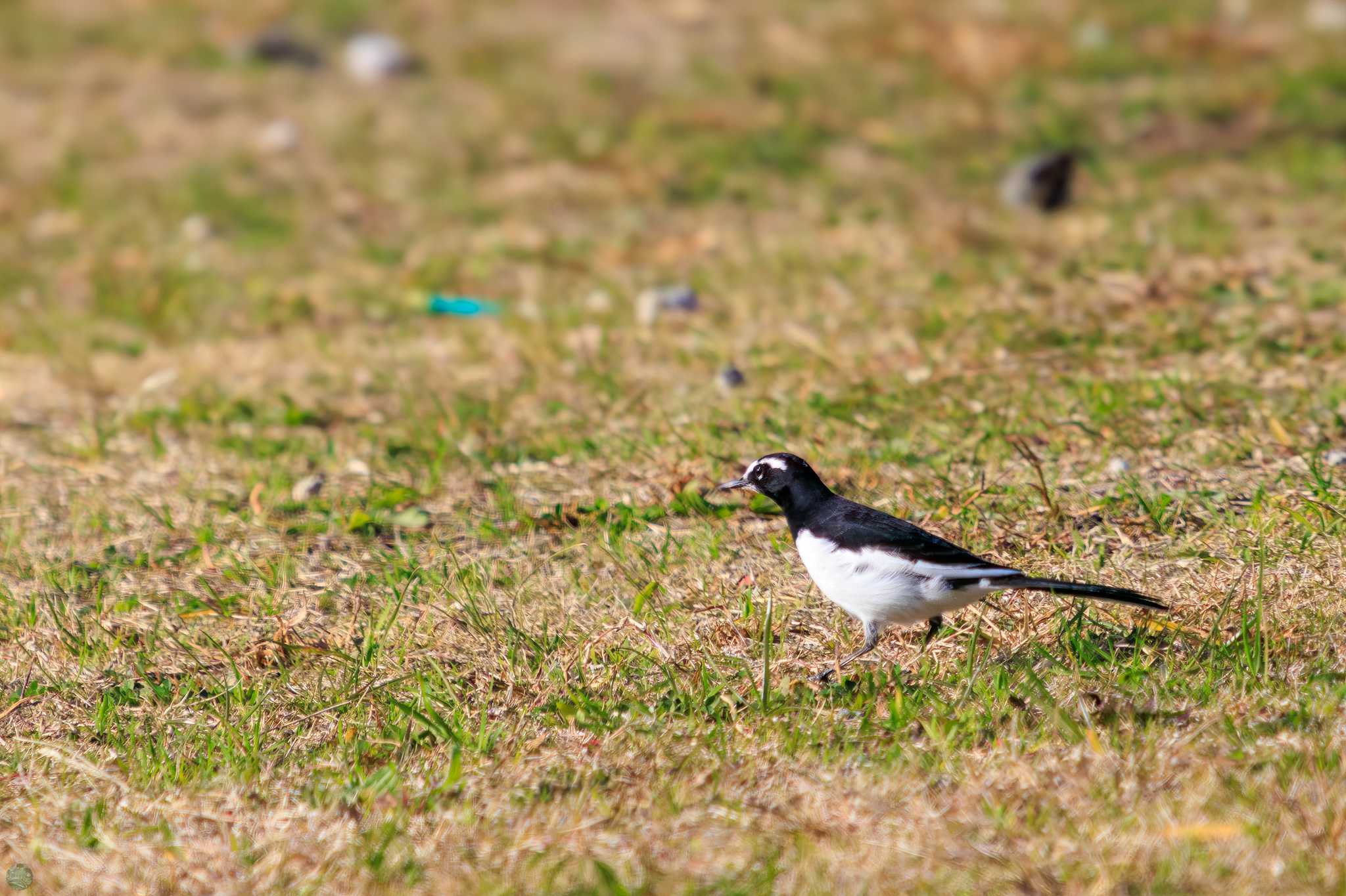 ふれあい松戸川 セグロセキレイの写真 by d3_plus