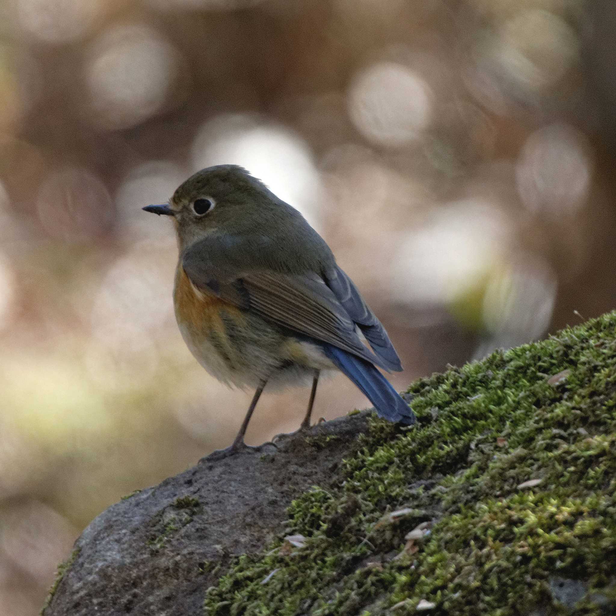 Red-flanked Bluetail