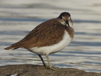 Common Sandpiper 岡山市旭川 Sun, 12/10/2023