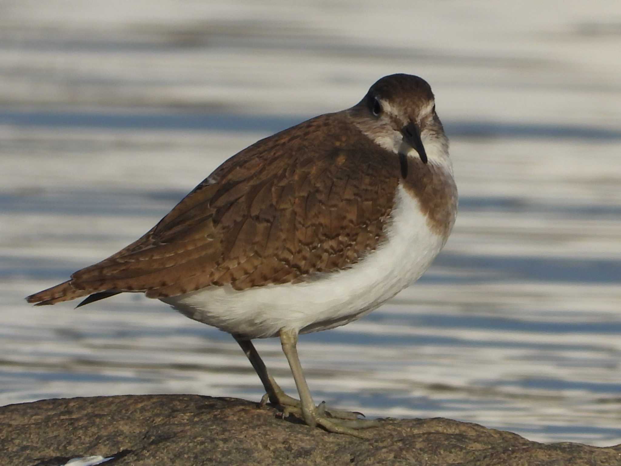 Photo of Common Sandpiper at 岡山市旭川 by タケ