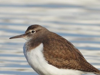 Common Sandpiper 岡山市旭川 Sun, 12/10/2023