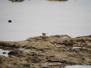 Long-billed Plover 大瀬海岸(奄美大島) Sat, 12/16/2023