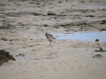 Grey Plover 大瀬海岸(奄美大島) Sat, 12/16/2023