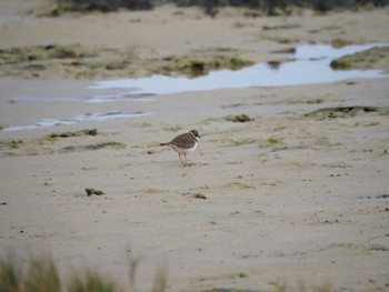 Long-billed Plover 大瀬海岸(奄美大島) Sat, 12/16/2023