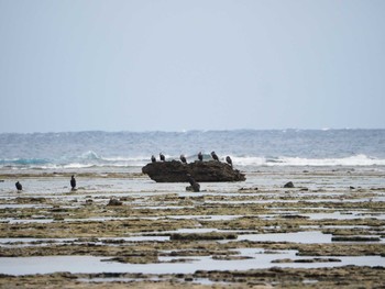 カワウ 大瀬海岸(奄美大島) 2023年12月16日(土)