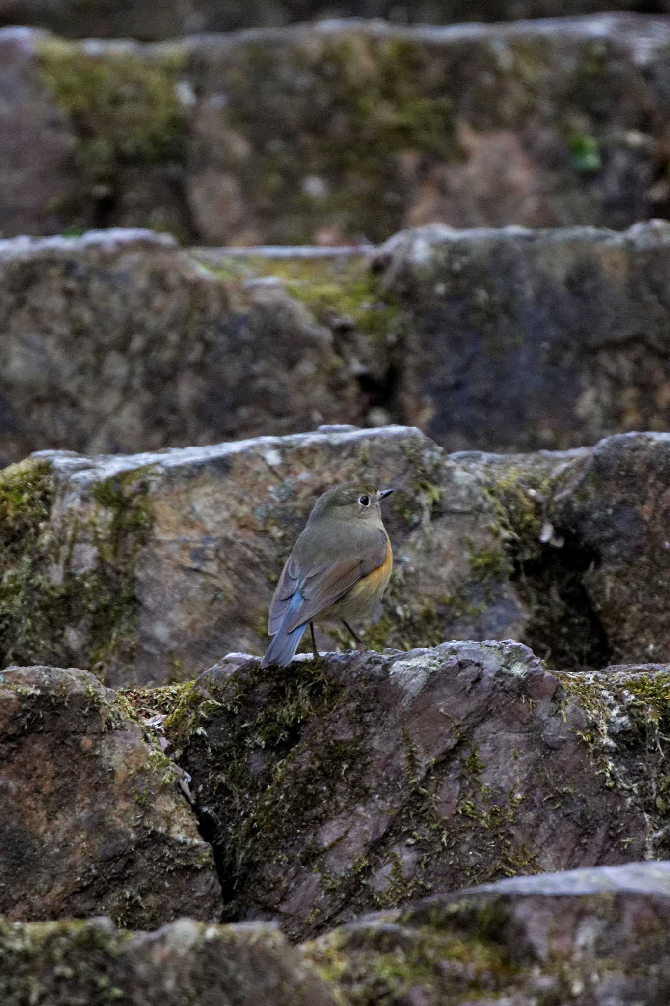 Red-flanked Bluetail