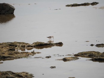 Dunlin 大瀬海岸(奄美大島) Sat, 12/16/2023