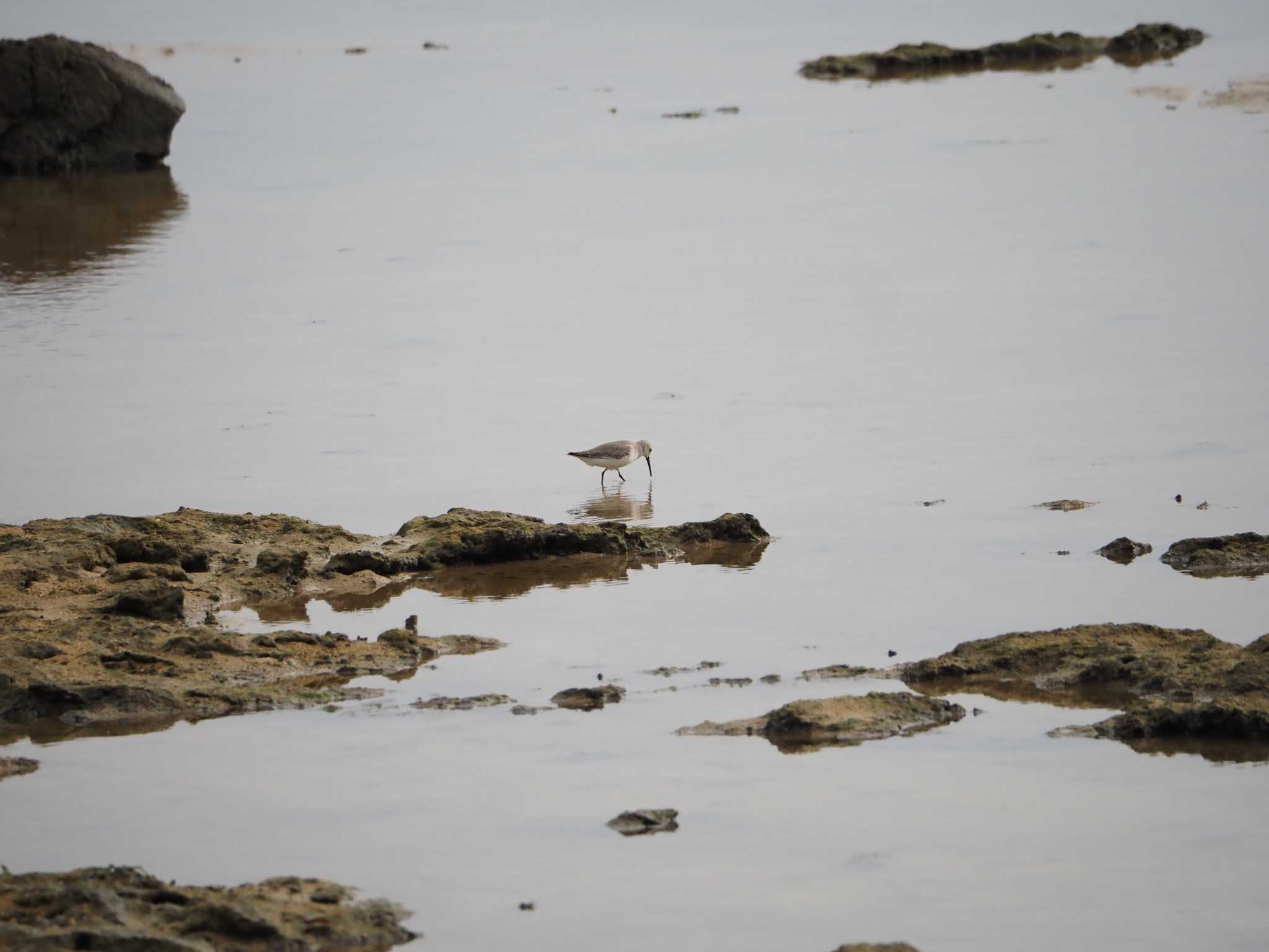 Photo of Dunlin at 大瀬海岸(奄美大島) by mintan_honu