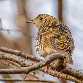 White's Thrush Miyagi Kenminnomori Wed, 12/20/2023