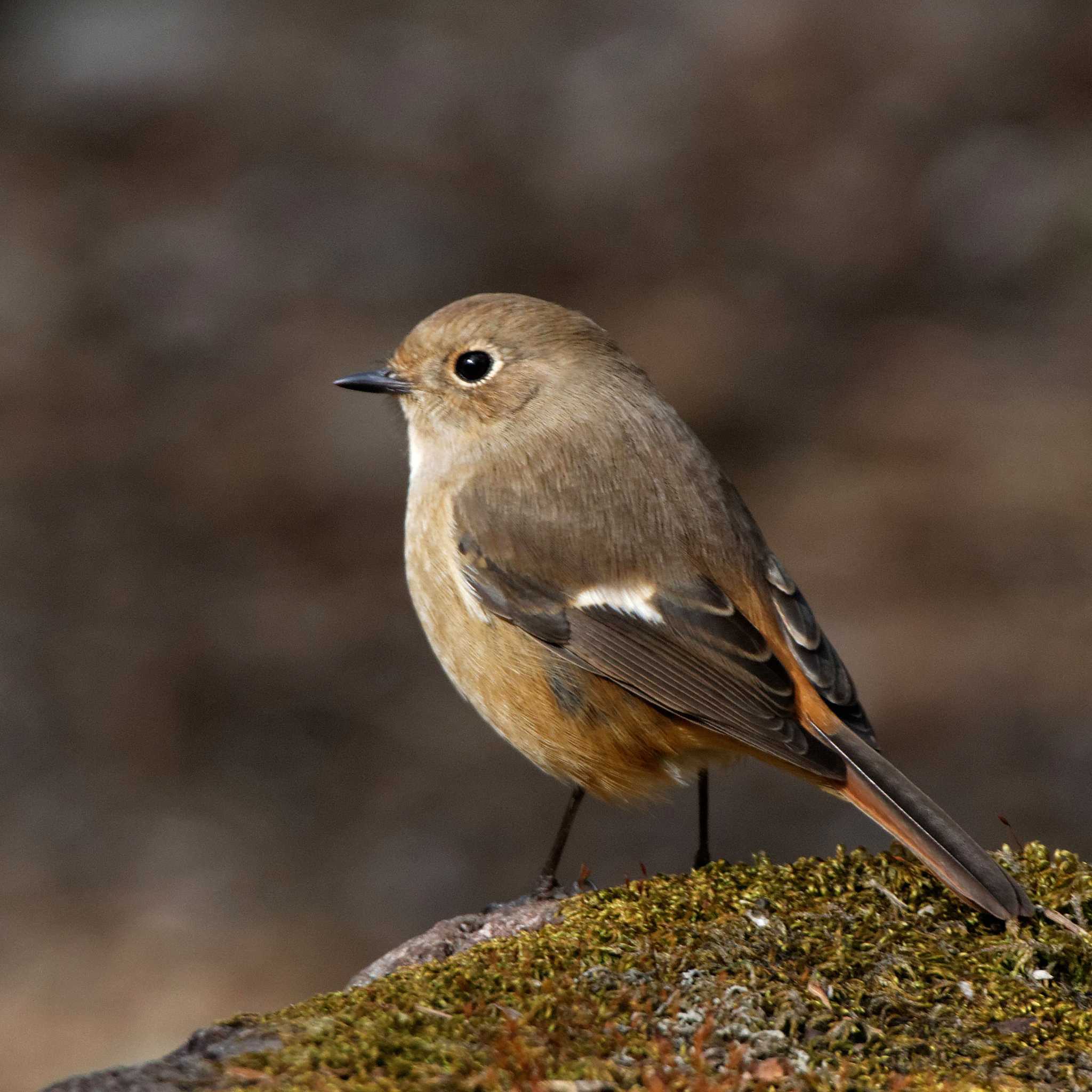 Daurian Redstart